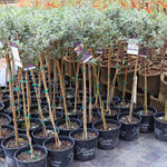True Blue Butterfly Bush comes in this standard tree form.