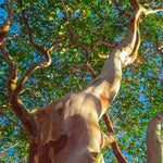 Crape Myrtles have bark that peels to reveal unique coloring for great winter interest.