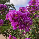 Twilight Crape Myrtles have a bright purple bloom.