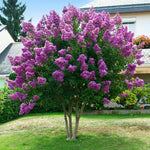Blooms are very long lasting, all summer to fall.