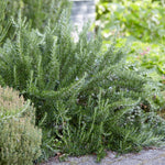 Creeping Rosemary