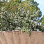 Creeping Rosemary