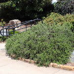Creeping Rosemary