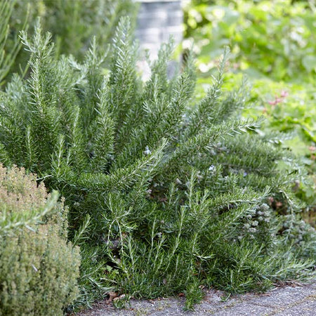 Creeping Rosemary