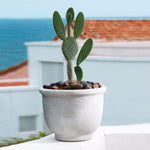 Agave Planter