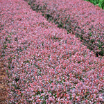 Crimson Pygmy Barberry Shrub