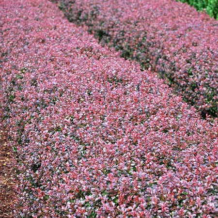 Crimson Pygmy Barberry Shrub