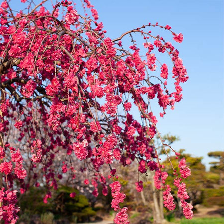 Crimson Cascade Weeping Peach Tree