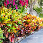 Can be grown outdoors in zones 9-11