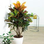 Free Croton Plant