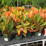 Croton Plant