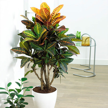 Croton Plant