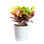 Croton Plant