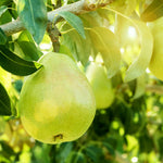 D'anjou Pears have a round shape and a bright green color even when ripe.