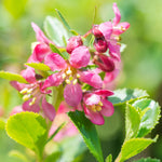 Showy Blooms and Dense Foliage