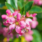 Showy Blooms and Dense Foliage