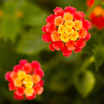 Dallas Red Lantana