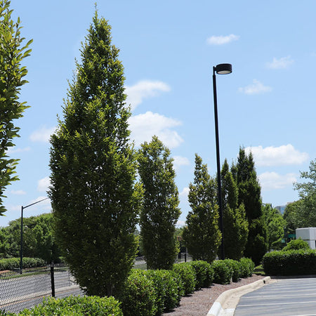 DannaSpire Columnar Elm Tree