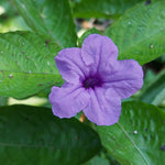 Desert Ruellia