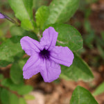 Desert Ruellia