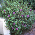 Desert Ruellia