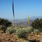 Desert Spoon