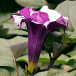 Devil's Trumpet Plant