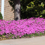 Firewitch Dianthus