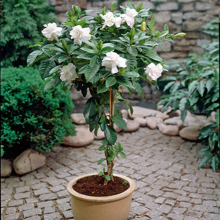 Double Blooming Gardenia Tree