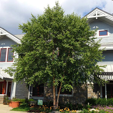 Dura Heat'® River Birch Tree