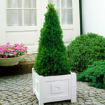 Dwarf Alberta Spruce Tree