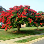 Dynamtie Crape Myrtle is a wonderful large crape tree reaching heights of 20-25 feet.