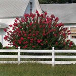 Dynamite Crape Myrtles have a true red bloom.