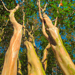  Crape Myrtles have bark that peels to reveal unique coloring for great winter interest.