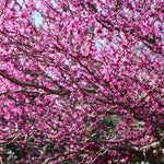 Eastern Redbud Tree