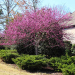 Eastern Redbud Tree