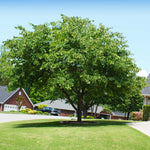 Heart shaped green leaves make a lush canopy.