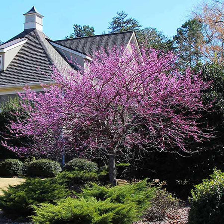Eastern Redbud Tree
