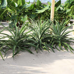 Elite Gold Pineapple Plant