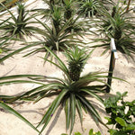 Elite Gold Pineapple Plant