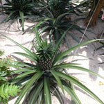 Elite Gold Pineapple Plant