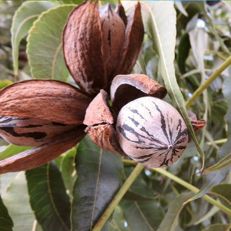 Elliot Pecan Tree