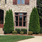 Emerald Green Thuja Tree