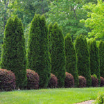 Combine your Emerald Green Arborvitae with other plants like these loropetalum for a more formal look.