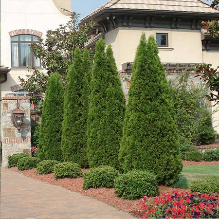 Emerald Green Thuja Tree