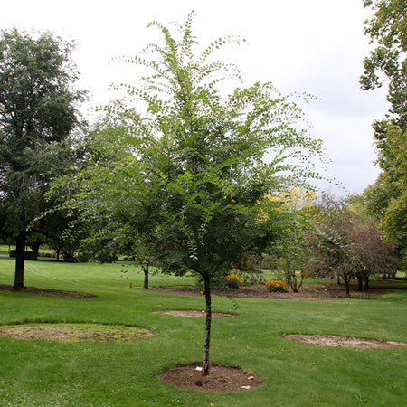Emerald Flair Elm