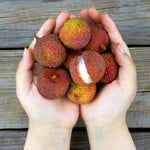 Emperor Lychee Tree