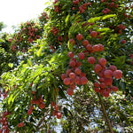 Emperor Lychee Trees have golf ball sized fruit.