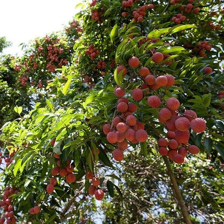 Emperor Lychee Tree