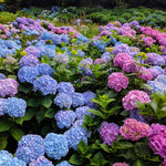 Bloom color will depend on your soil acidity. Change you color easily with Espoma Pink & Espoma Blue.